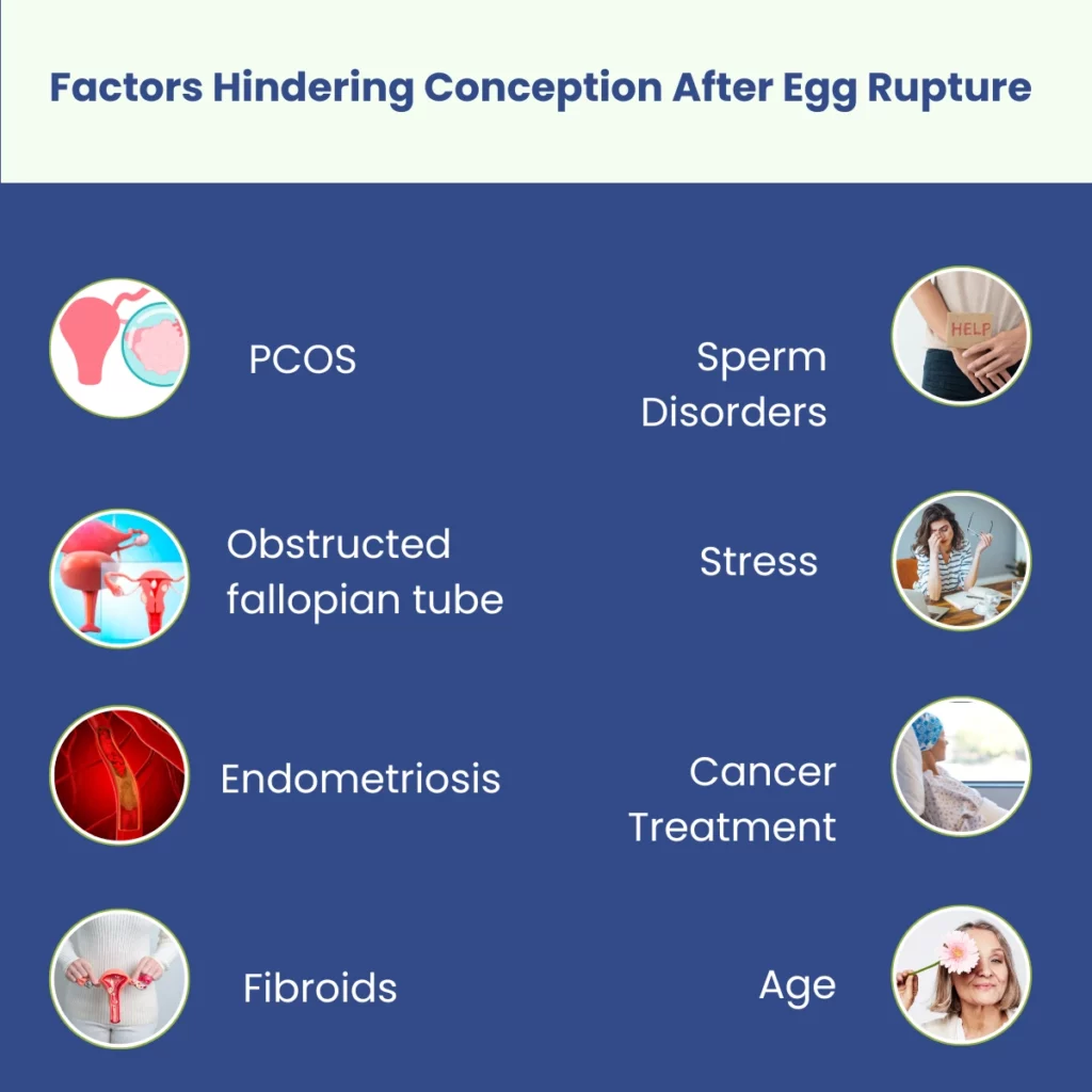 Factors Hindering Conception After Egg Rupture